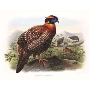  Daniel Giraud Elliots Pheasants (Phasianidae) 1 024 