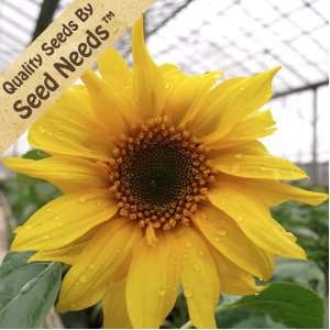 100 Seeds, Sunflower Dwarf Sunspot (Helianthus annuus) Seeds By Seed 