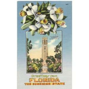   Postcard Greetings from The Sunshine State   Florida 