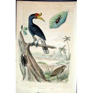  1839 H/C Natural History *065 Calan Bird