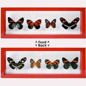  Real Red Framed Butterflies Gift Collection Everything 
