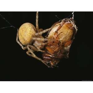  Spider Wrapping a Beetle in Strands of Silk Stretched 