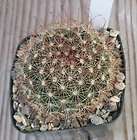 Sulcorebutia pulchra cactus clump  