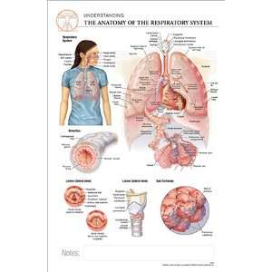 11 x 17 Post It Anatomical Chart Respiratory System  
