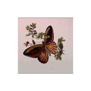  Cassandra Butterfly Poster Print