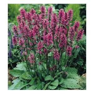  Stachys   Lambs Ear   Hummelo Patio, Lawn & Garden