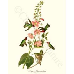  Bird Prints Annas Hummingbird