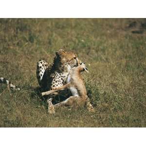 Cheetah Hunting an Impala in the Forest, Masai Mara National Reserve 