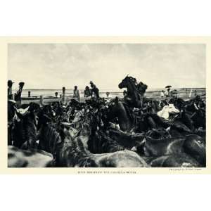  1926 Print Wild Horses Carolina Dunes Diamond Pen Beaufort 