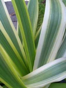 RARE  FULL SIZE VARIEGATED AGAPANTHUS LILY Must See 4 Clivia, Crinum 