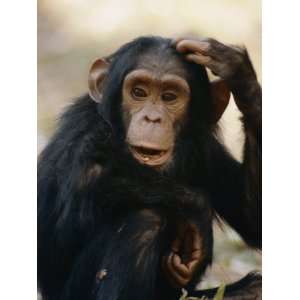 Many Chimpanzees Studied by Jane Goodall at Gombe Stream National Park 