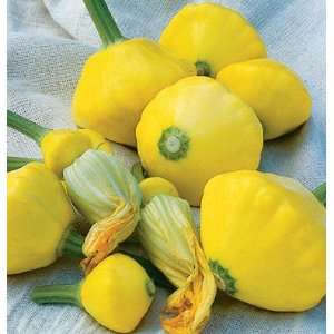  Davids Hybrid Yellow Patty Pan Squash Sunburst 30 Seeds 