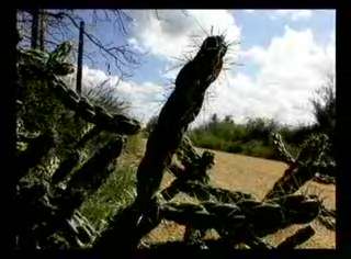 HARDY PURPLE ~CHOLLA IMBRICATA~ Cactus Plant  