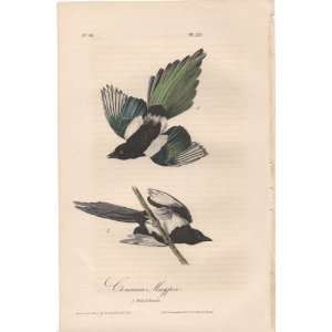  Common Magpie   Original Audubon 1st Edition Octavo