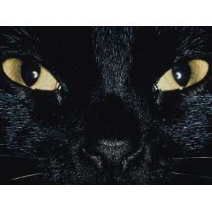  Close Up of Eyes and Nose of Black Cat Animal Photographic 