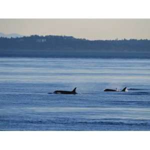  A Pod of Killer Whales, Orcinus Orca, Hunt and Swim in 