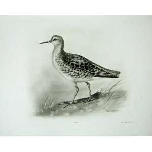  1909 Reeve Female Ruff Machetes Pugnax Linnaeus Bird