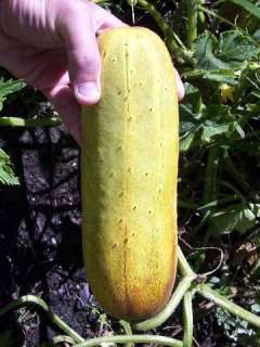 Uzbekski Cucumber 7 Seeds   RARE  Heirloom  
