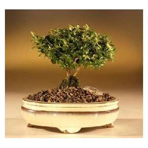   .(buxus microphylla compacta)  Grocery & Gourmet Food