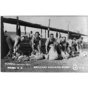  Mexican men shearing sheep,Isabel,SD,c1911,Dewey County 