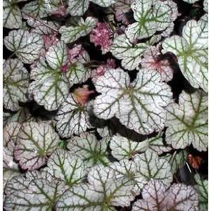  CORAL BELLS SILVER SCROLLS / 1 gallon Potted Patio 