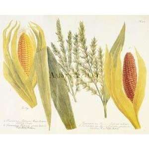  Corn artist Johann Wilhelm Weinmann 20x16