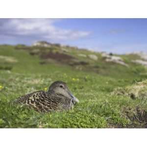 Female Eider Duck on Nest, Somateria Mollissima, Isle of May, Scotland 