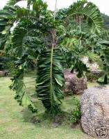 Live Aiphanes horrida Ruffle Palm Tree Seedling  