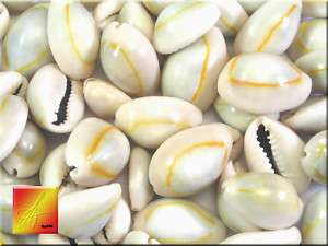 25 Ringtop Cowrie Shells Seashells 1/2  1 Shellcraft  