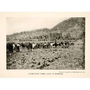 1921 Print Cultivate Land Citrus Cattle South Africa Cecil John Rhodes 