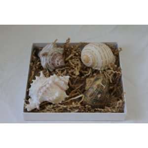  Mothers Day Sea Shell Gift Set (4 pack) 