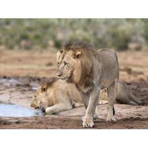 com Male Lions Panthera Leo), Addo National Park, Eastern Cape, South 