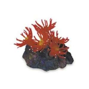   Sea Garden Colonial Anemone Red For Freshwater/Saltwater