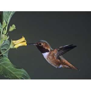  Allens Hummingbird (Selasphorus Sasin) Gathering Nectar 