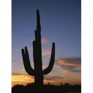 Saguaro Cactus Silhouetted against the Evening Sky Photographic 