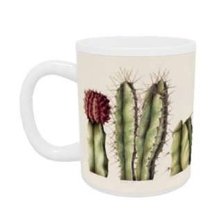  Cacti, 1999 (w/c on paper) by Annabel Barrett   Mug 