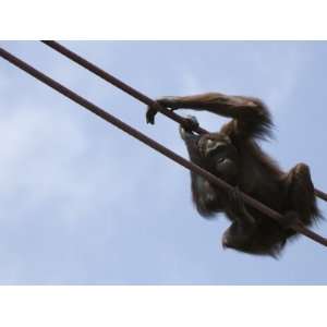  Orangutan Moves across the O Line, Overhead, Between Zoo Enclosures 