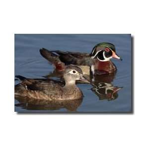  Two Wood Ducks Swimming Baltimore County Maryland Giclee 