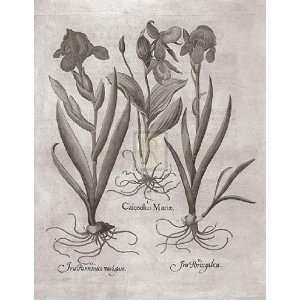  Botanical VIII by Basilius Besler 17x22