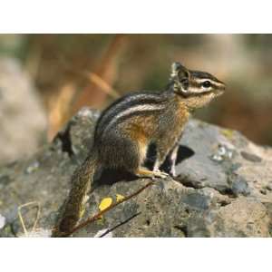 Lodgepole Chipmunk (Tamias Speciosus) Portrait on Rocks, Yellowstone 