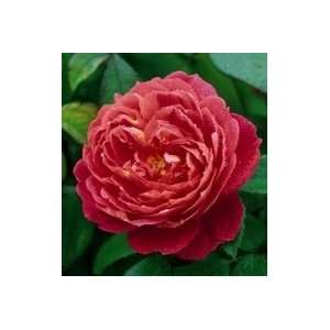  Benjamin Britten Rose Seeds Packet Patio, Lawn & Garden