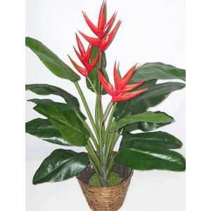  40 Triple Heliconia Plant (red)