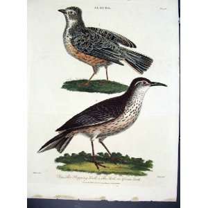  Wilkes Birds C 1804 Flapping And African Larks