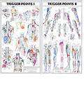 TRIGGER POINT CHART POSTER SET Massage Anatomical Chiropractic   Heavy 