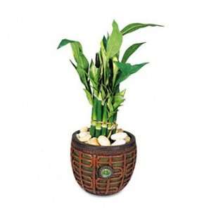 Nu Dell T7476   Artificial Lucky Bamboo Plant in a Brown/Jade 