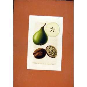  Nut Pear Fruit Hand Colored Drawing Fine Art Antique