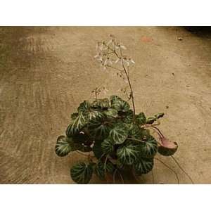  Strawberry Begonia