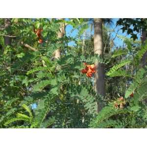  Rare Red Orange Mimosa Scarlet Wisteria Tree Bloom 10 