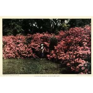  1926 Print Middleton Place South Carolina Azaleas Floral 