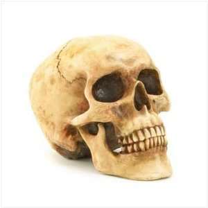    Grinning Realistic Replica Human Skull Home Statue
